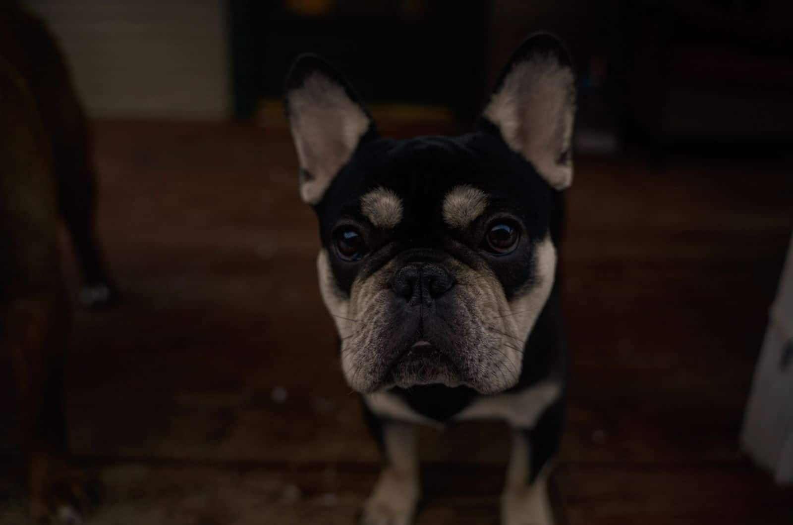 french bulldog looking into camera