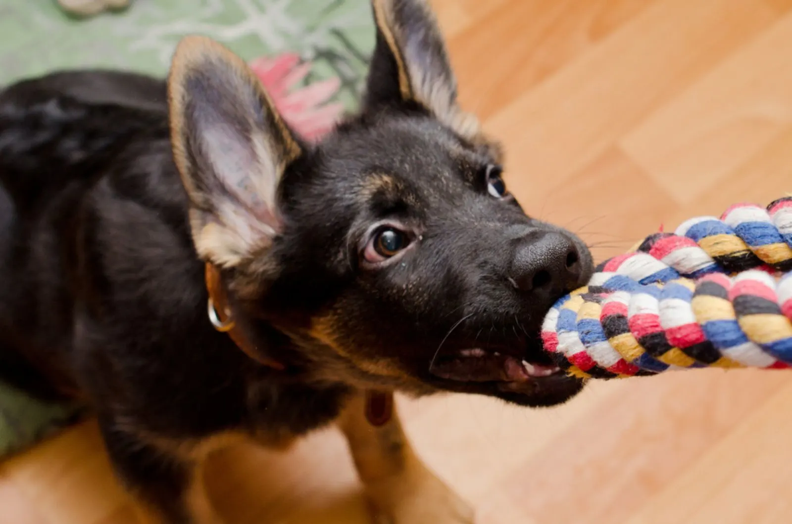 german shepherd puppy playing with a toy tug