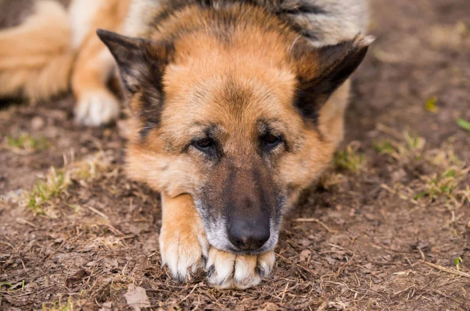 german shepherd lying on the ground