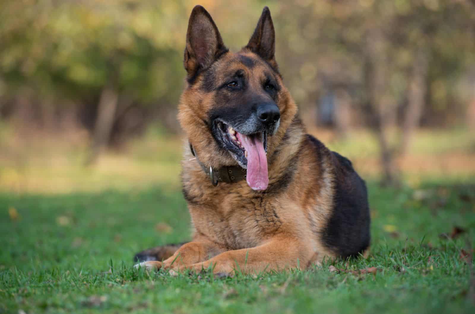 german shepherd lying in the grass