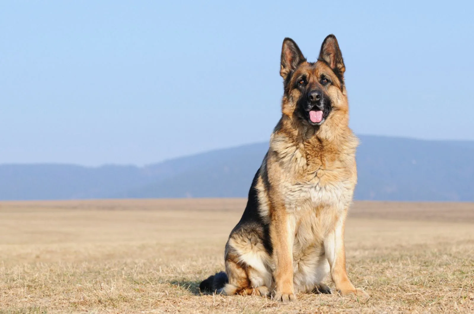 german shepherd sitting in nature