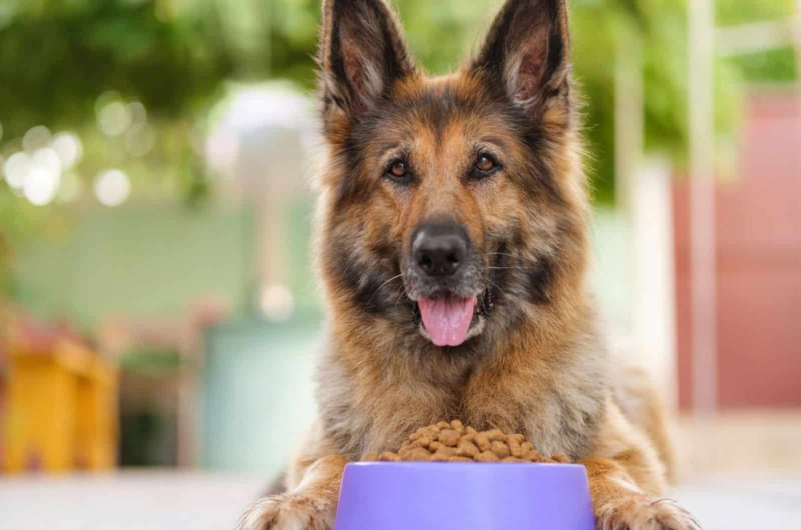 german shepherd lying beside bowl with food