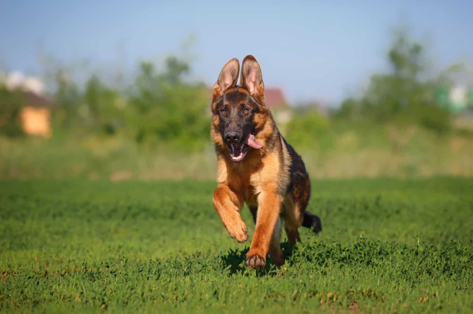 german shepherd running on the field