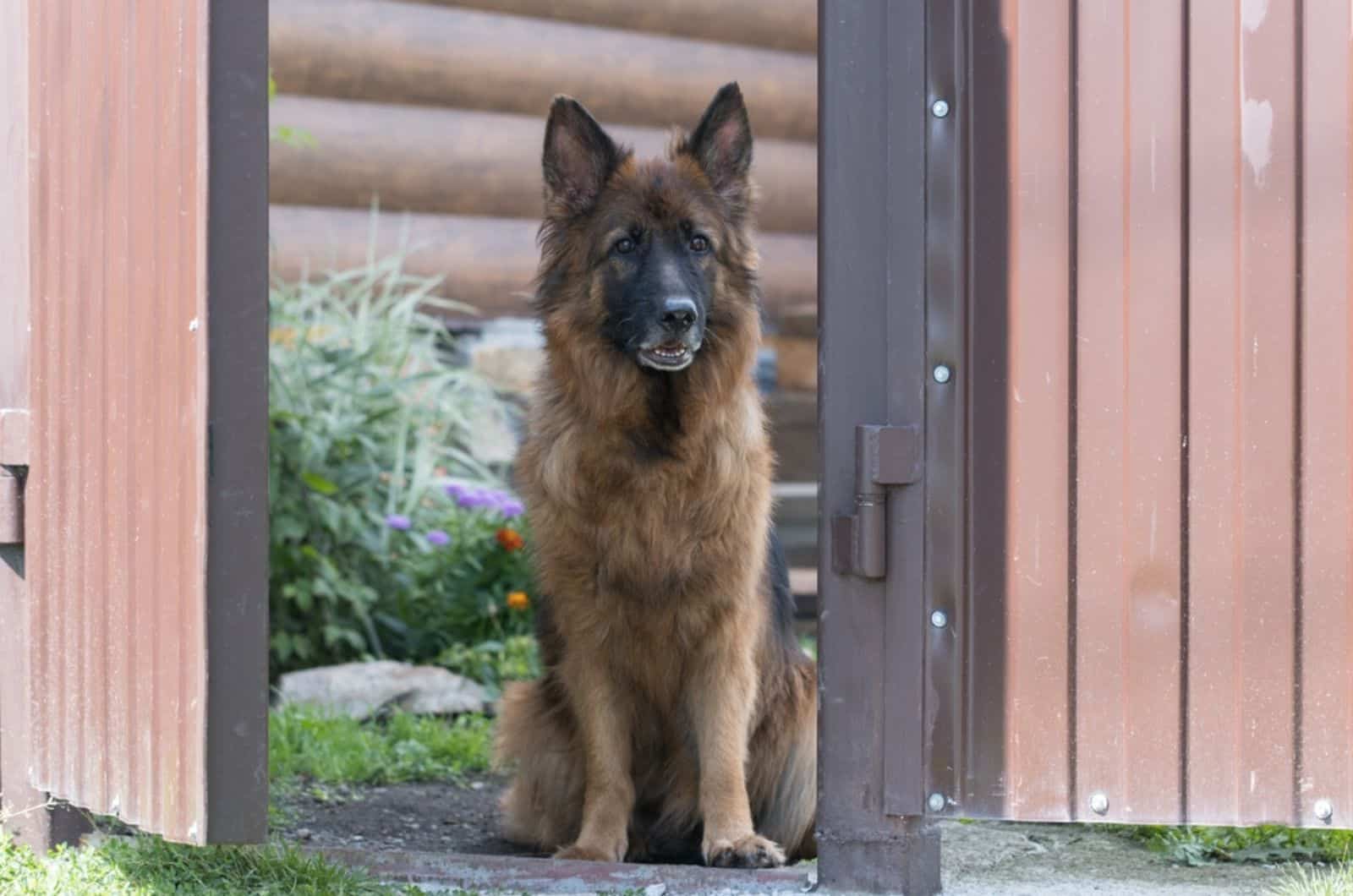 german shepherd sitting near the open gate