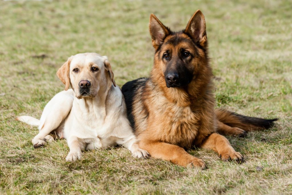 german shepherd and labrador retriever sitting on a green grass at the park