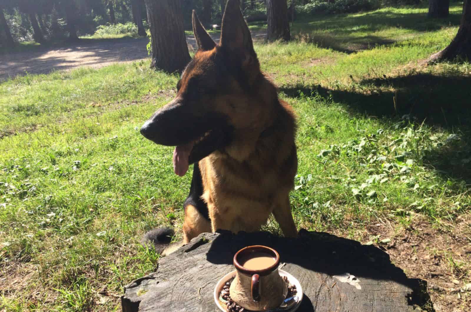 german shepherd dogwaits for his coffee in the park