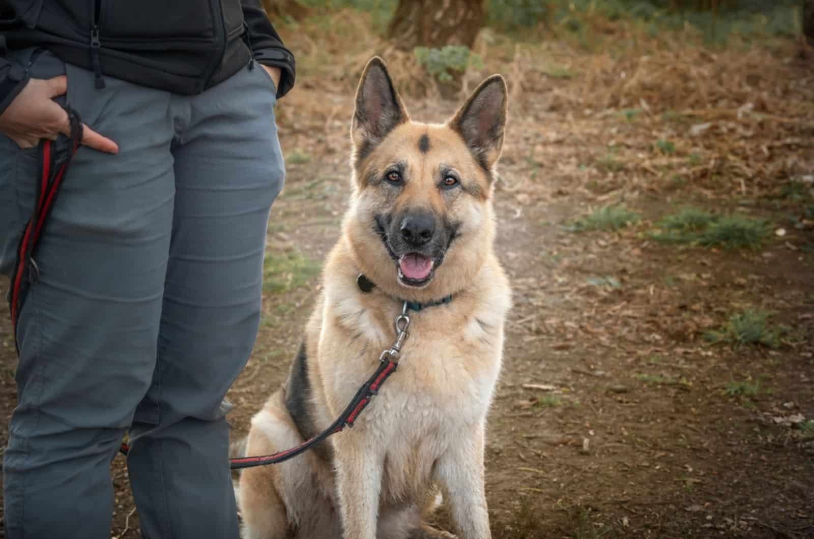 german shepherd dog standing beside his owner