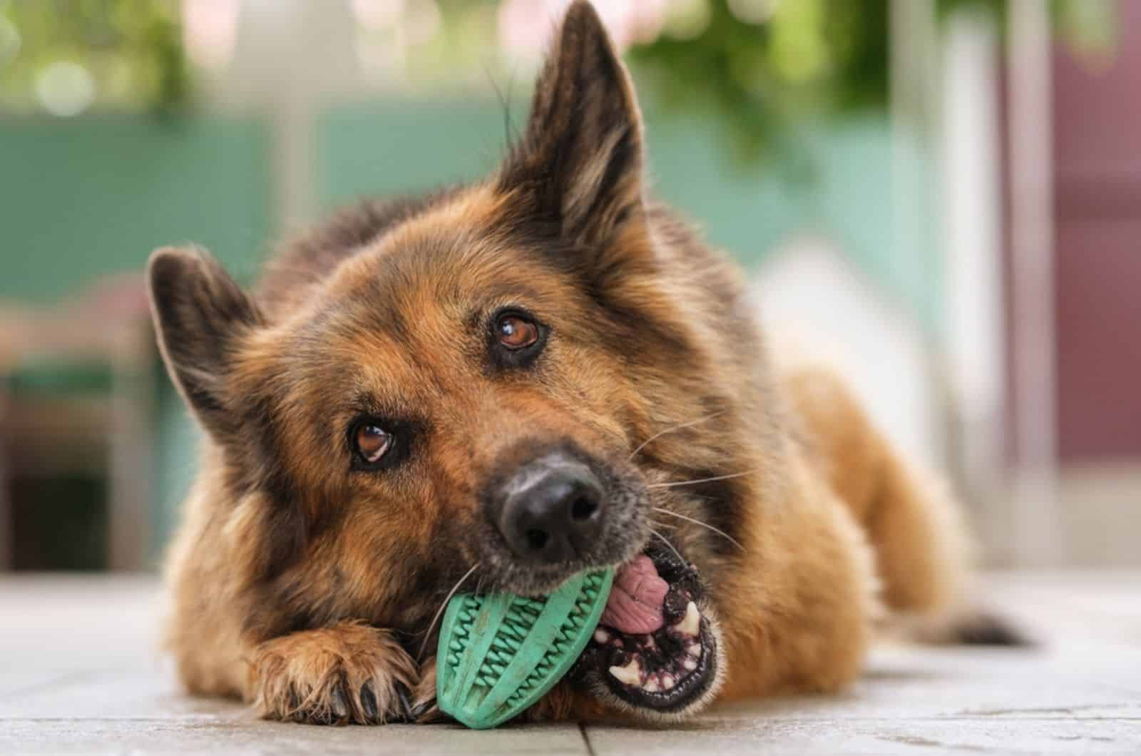 german shepherd dog chewing a toy and lying down
