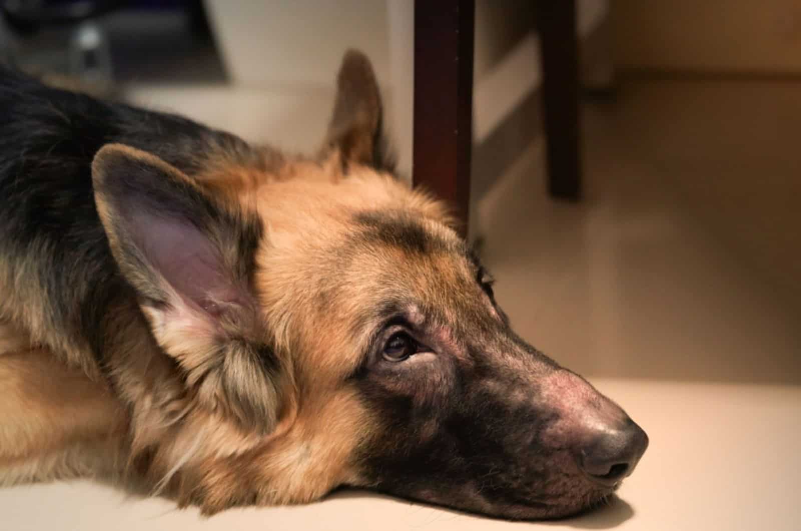german shepherd dog face with allergic rhinitis lying on the floor