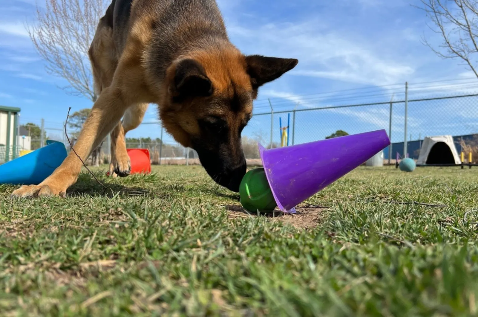 german shepherd dog finds favorite toy ball hidden under purple cone