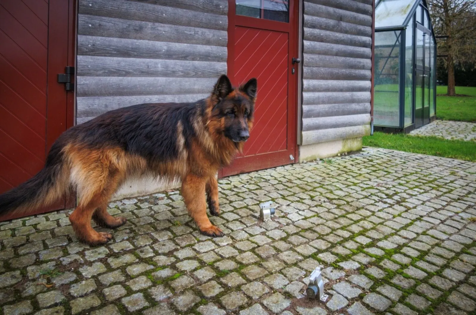 german shepherd dog guarding around the house