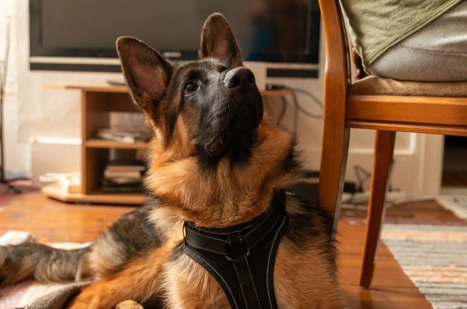 german shepherd dog indoor looking curiously to owner