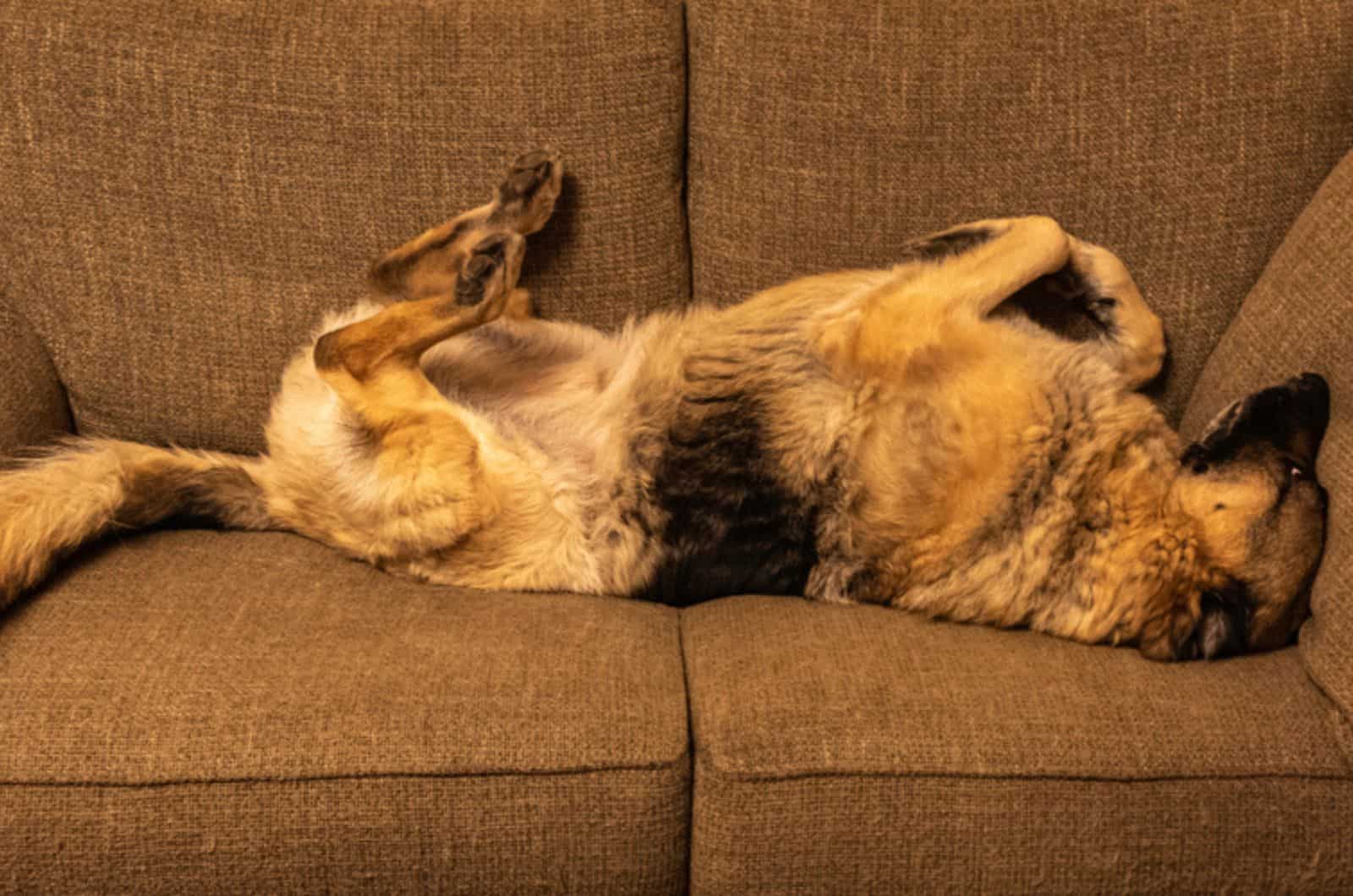 german shepherd dog sleeping upside down on the couch