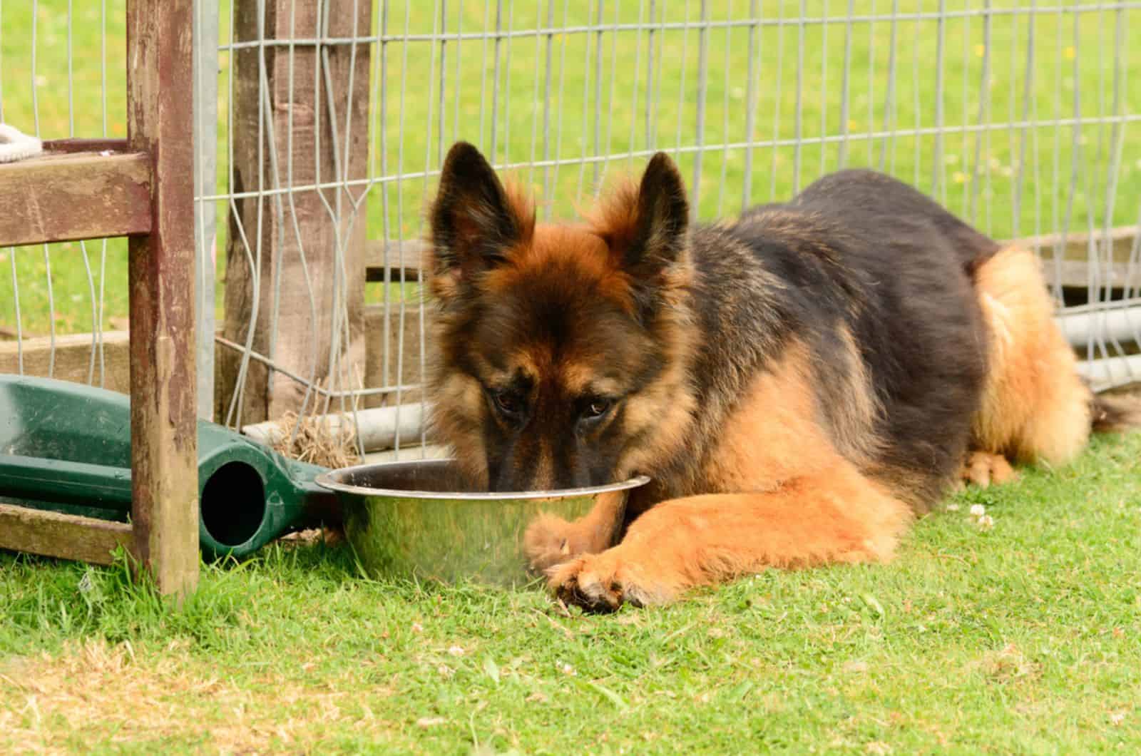 german shepherd drinking water from the bowl in the yard