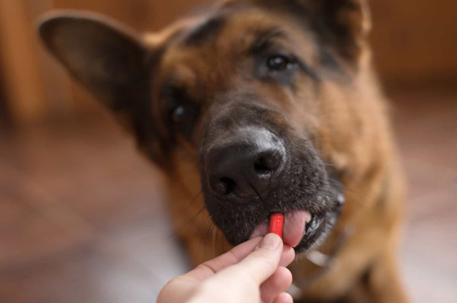 german shepherd eating a pill from owner's hand