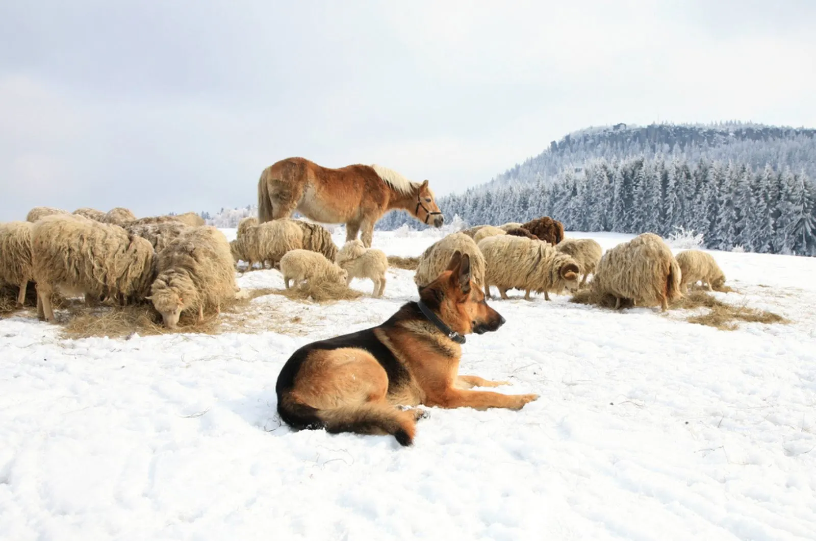 german shepherd guarding herd of sheep on the snow