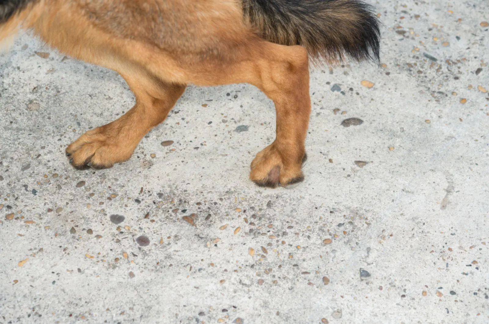 german shepherd legs close together