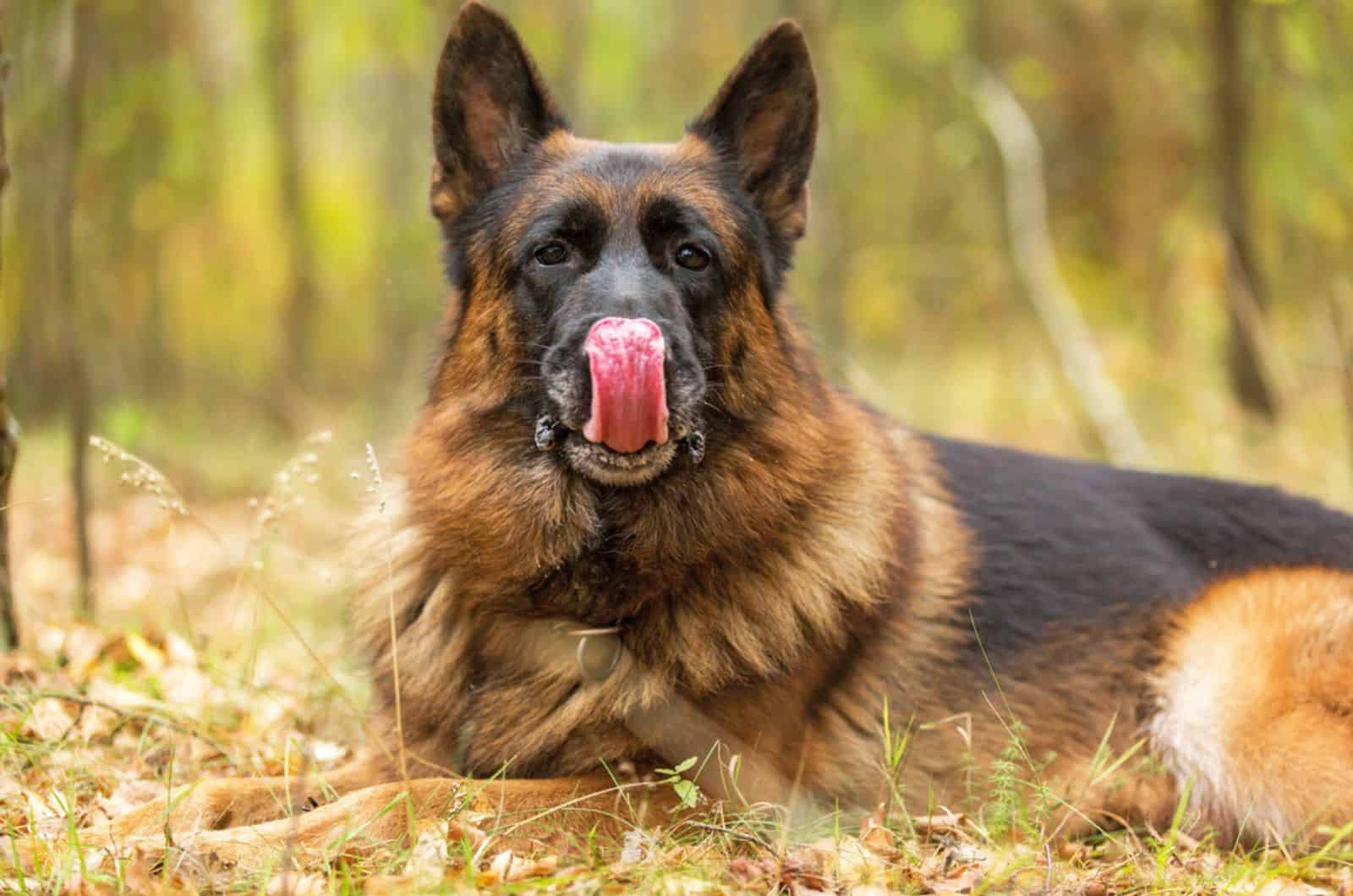 german shepherd licking his nose while lying in forest