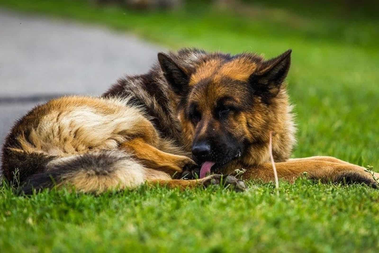 german shepherd lies on the grass and licks himself