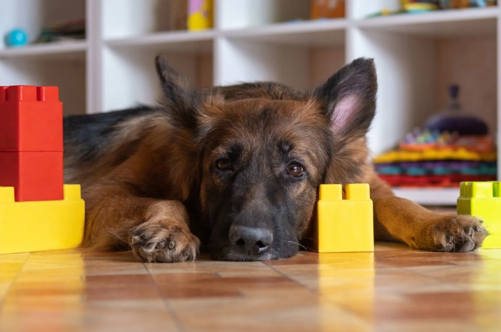 german shepherd lying on the floor surrounded by toys