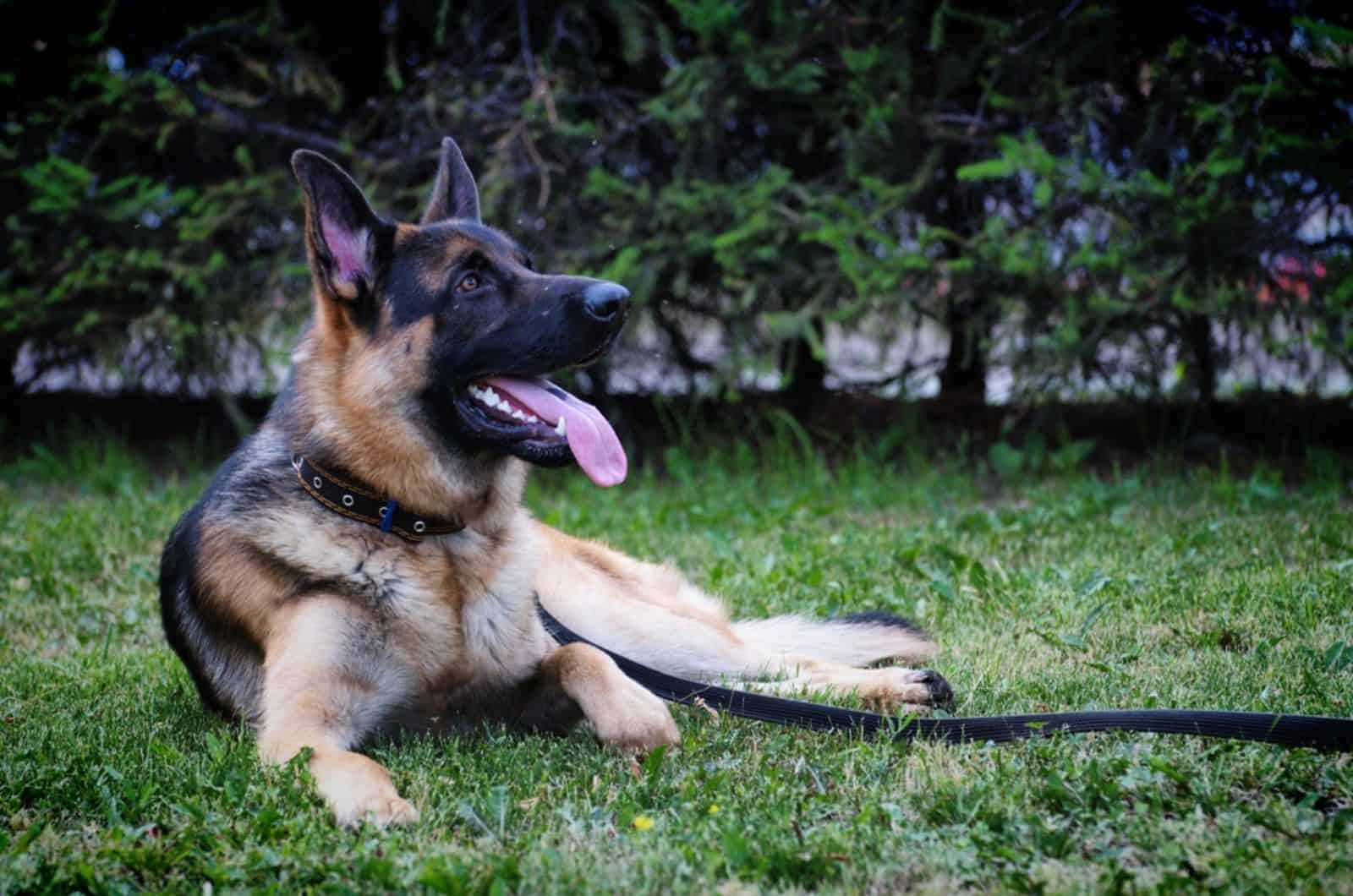 german shepherd lying on the grass in the park