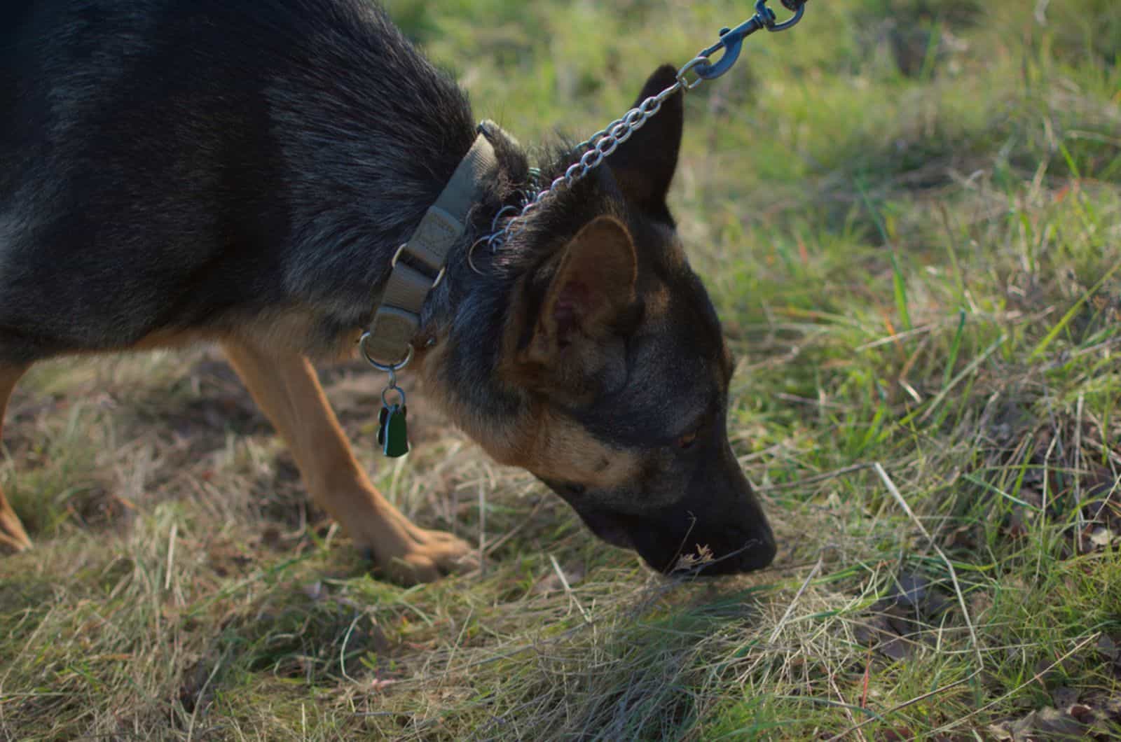 german shepherd on a leash sniffing around