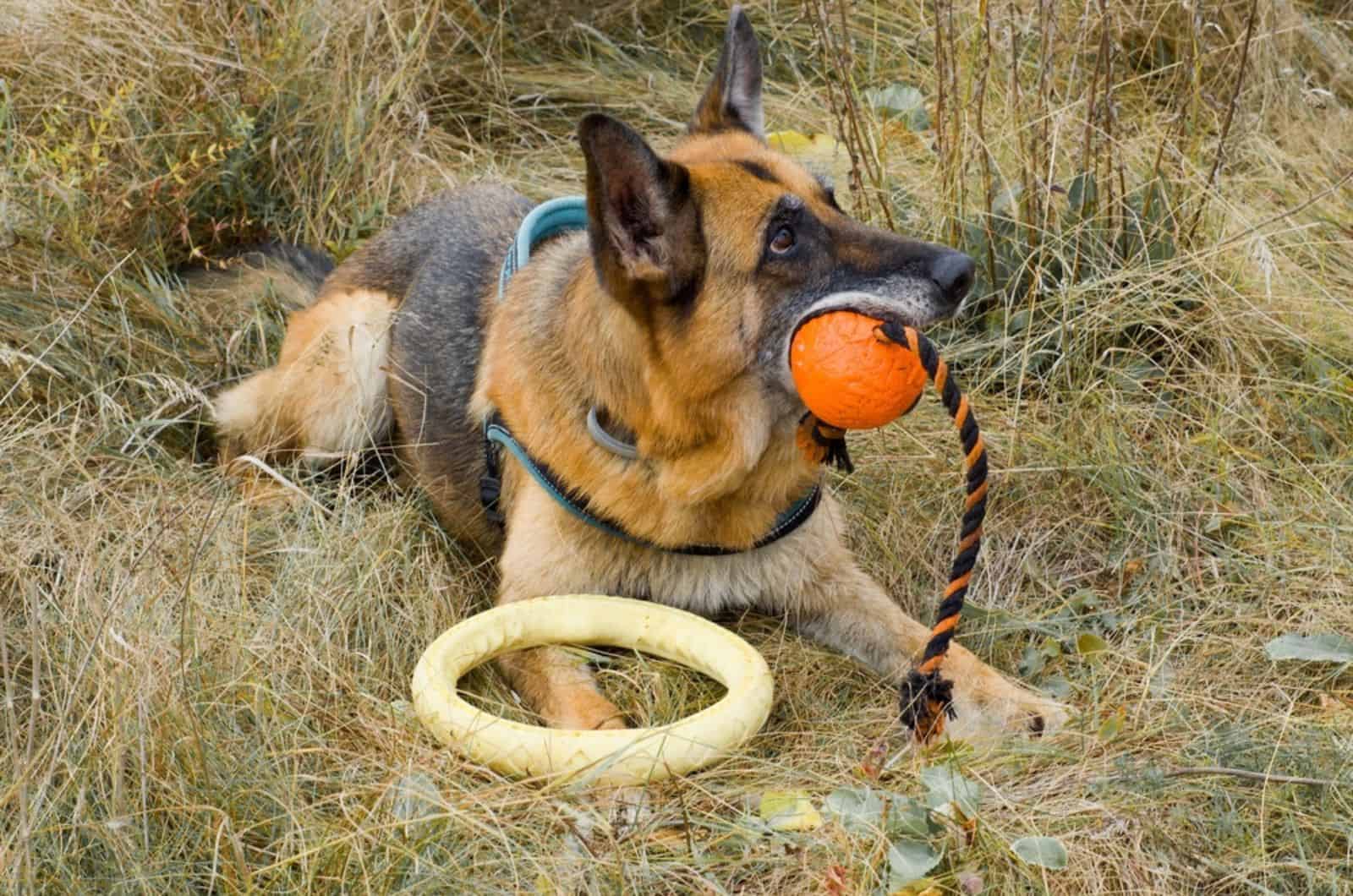 german shepherd playing with toys in grass