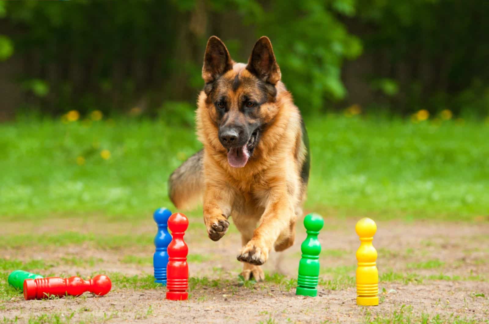 german shepherd playing and running through skittles