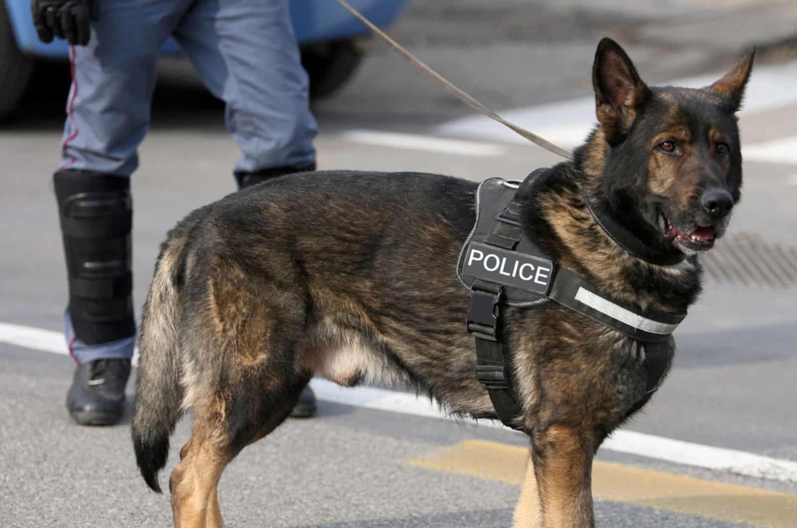 german shepherd police dog patrolling the city streets