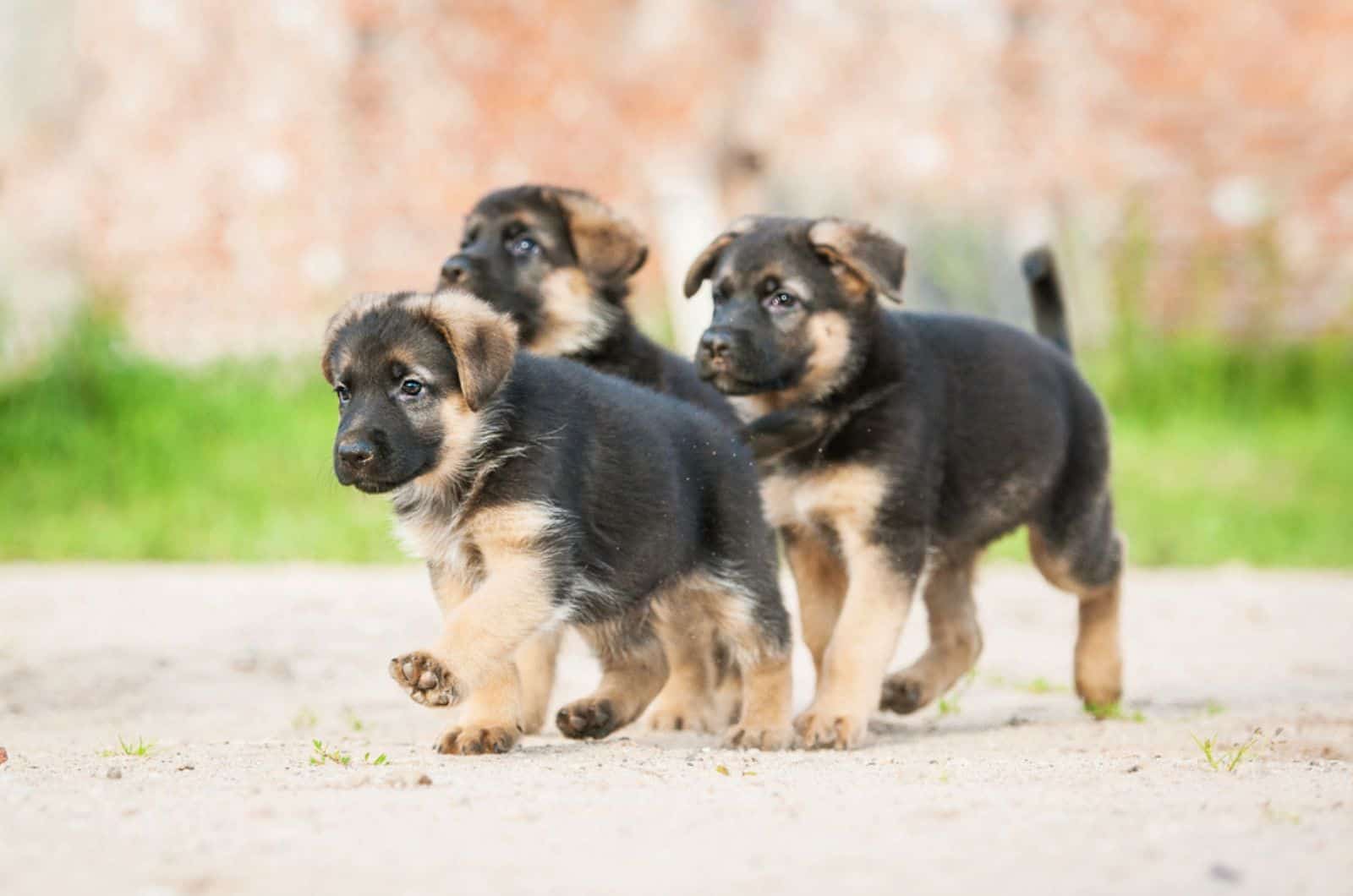 german shepherd puppies playing in the yard