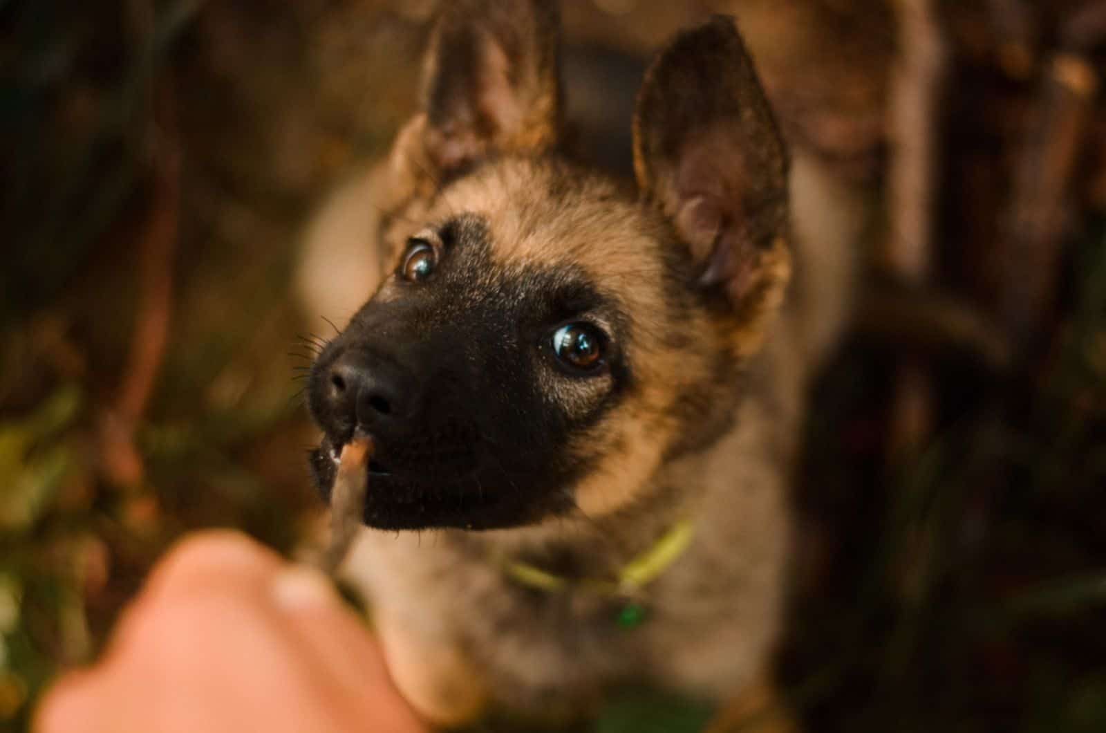 german shepherd puppy playing with his owner