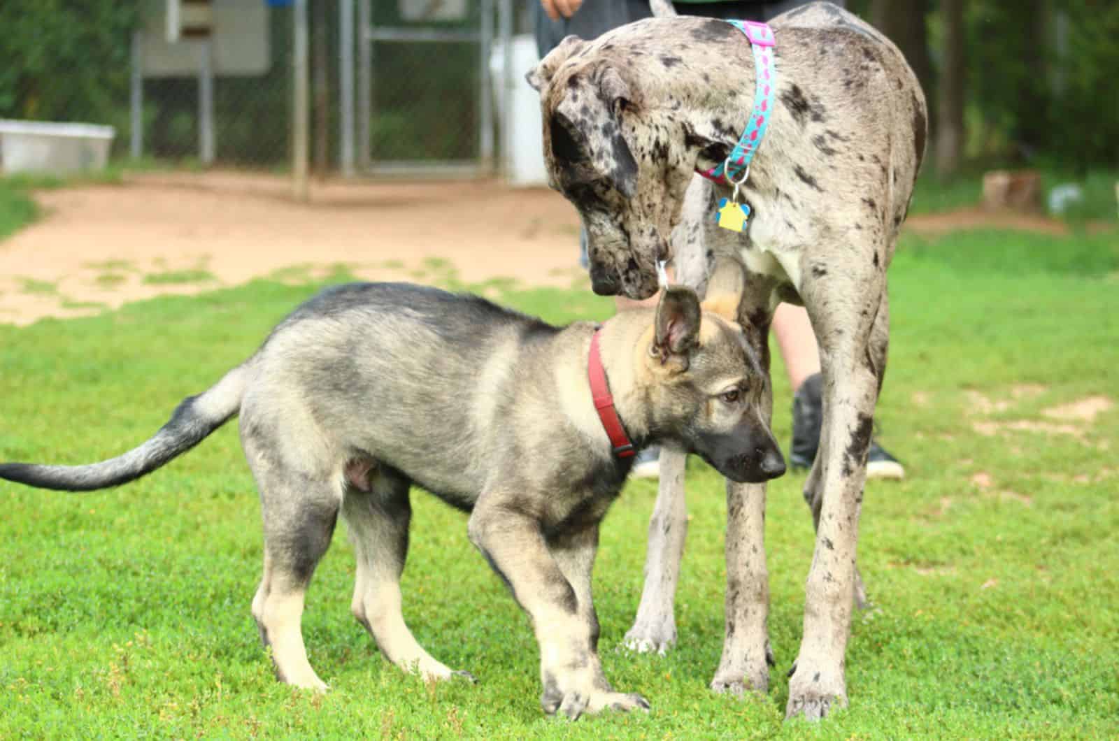german shepherd puppy and adult great dane playing together