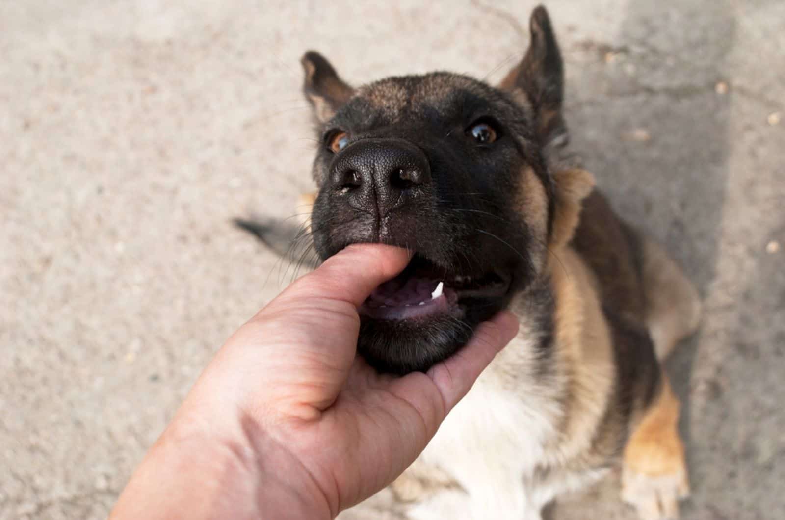 german shepherd puppy bites a woman's finger while playing