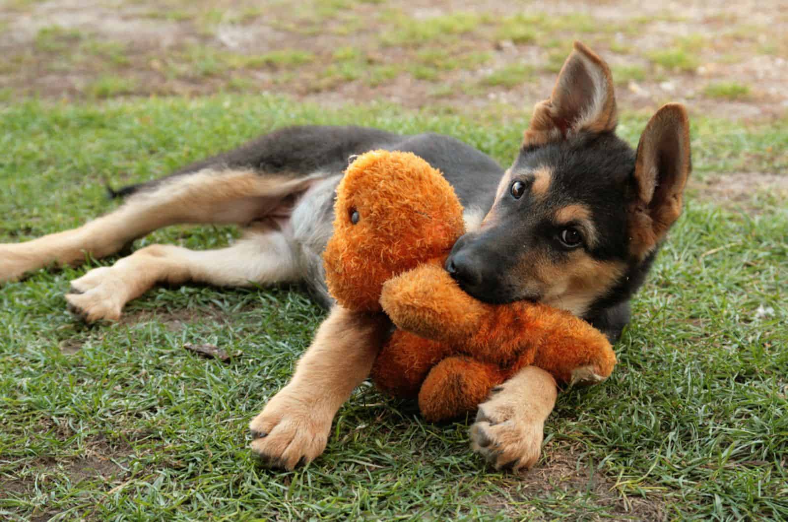 german shepherd puppy playing with toy in garden