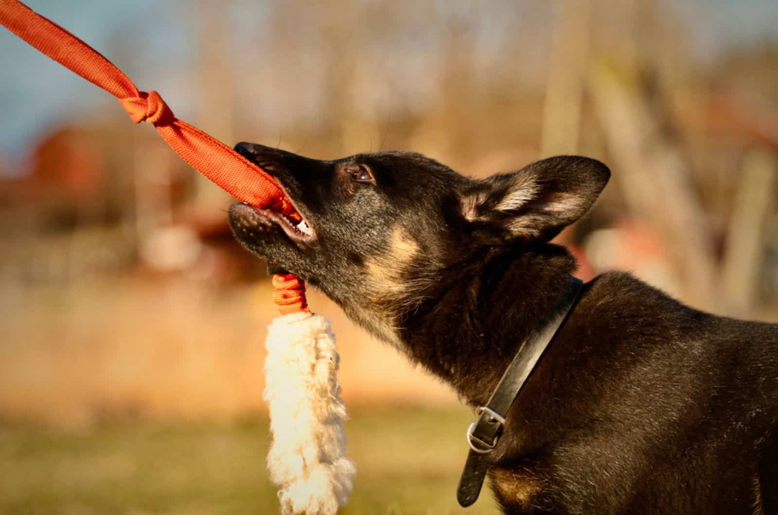 german shepherd puppy playing with a tug