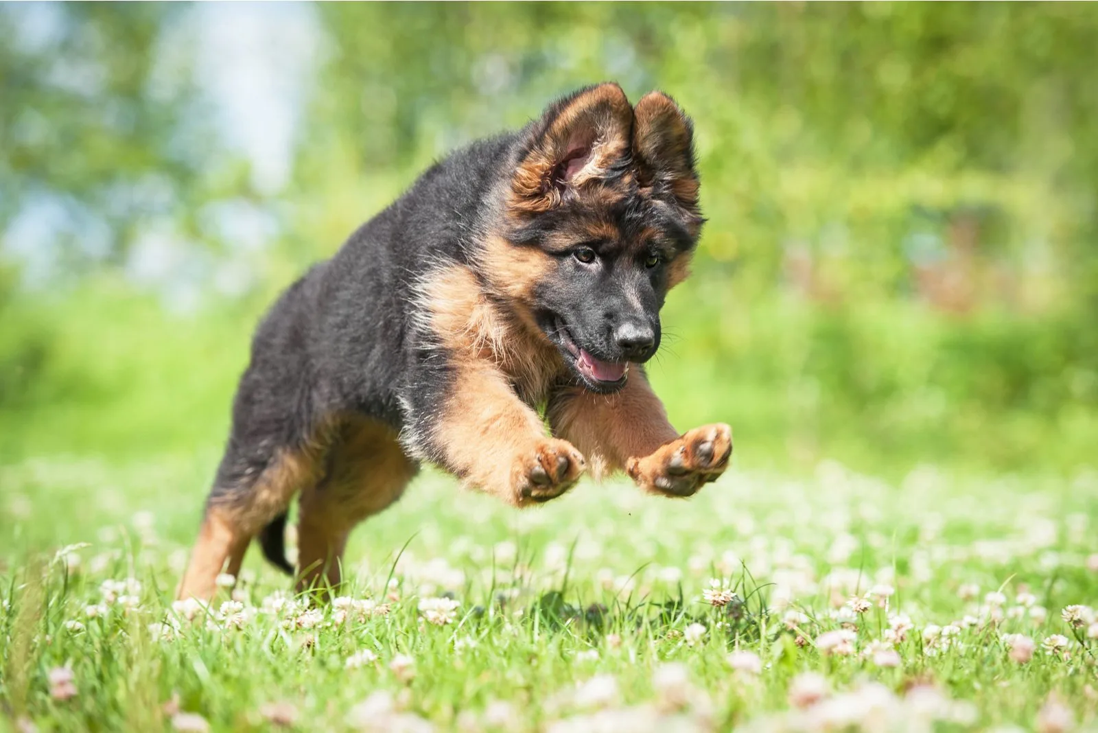 9 Tips For First-Time German Shepherd Owners