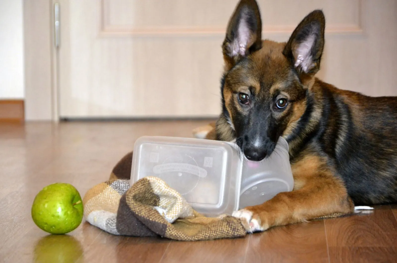 german shepherd puppy playing with bowls