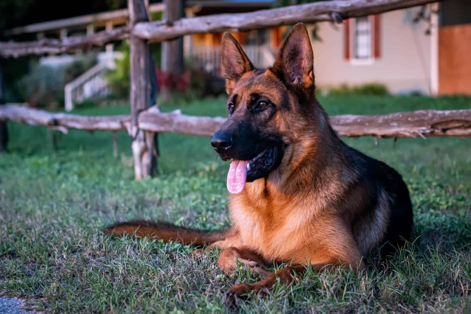 german shepherd resting in grass