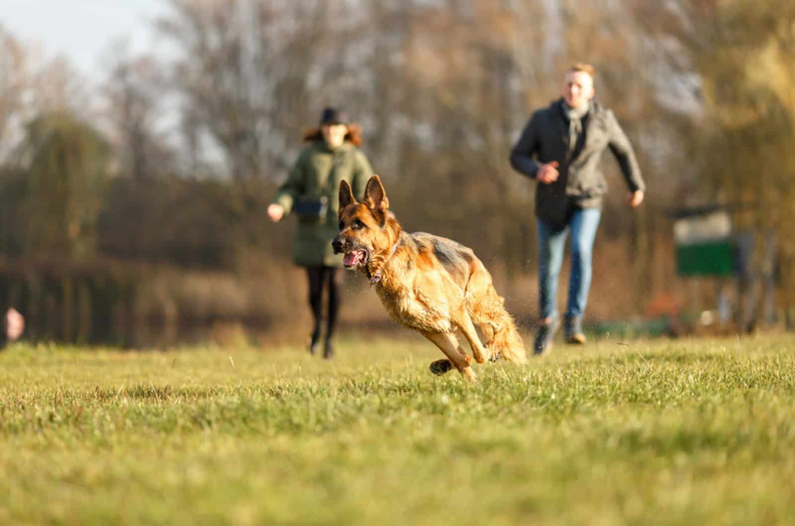 german shepherd running away from his owners