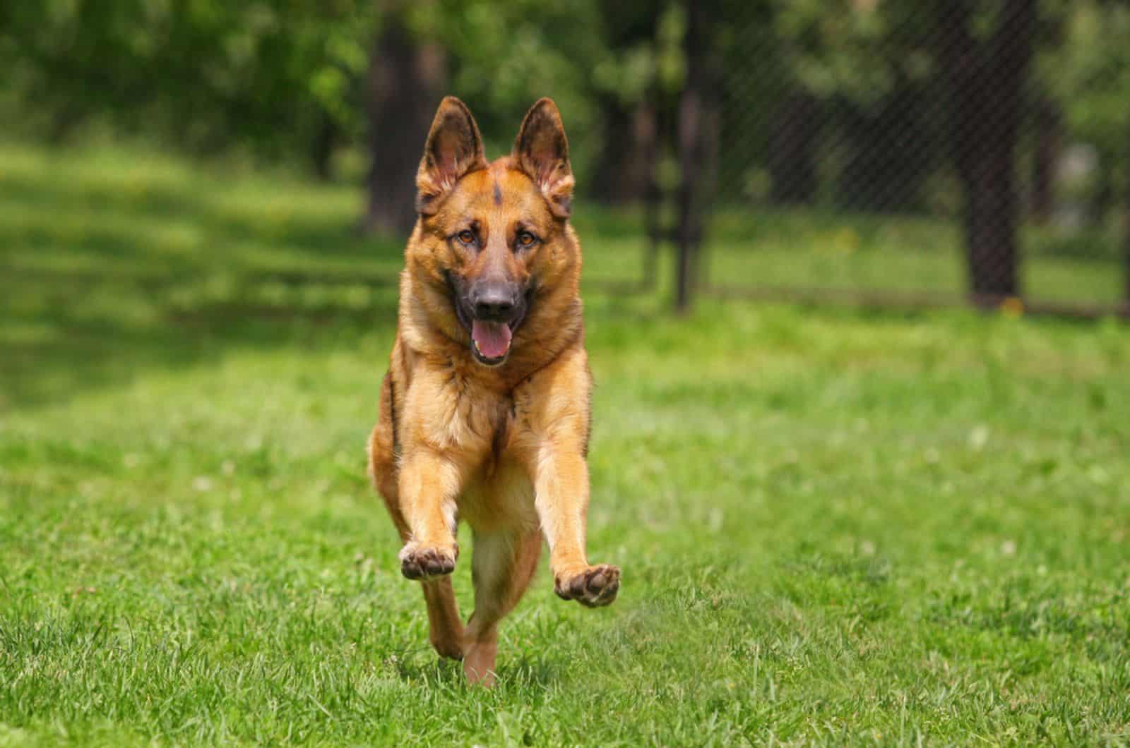 german shepherd running in the yard at sunny day