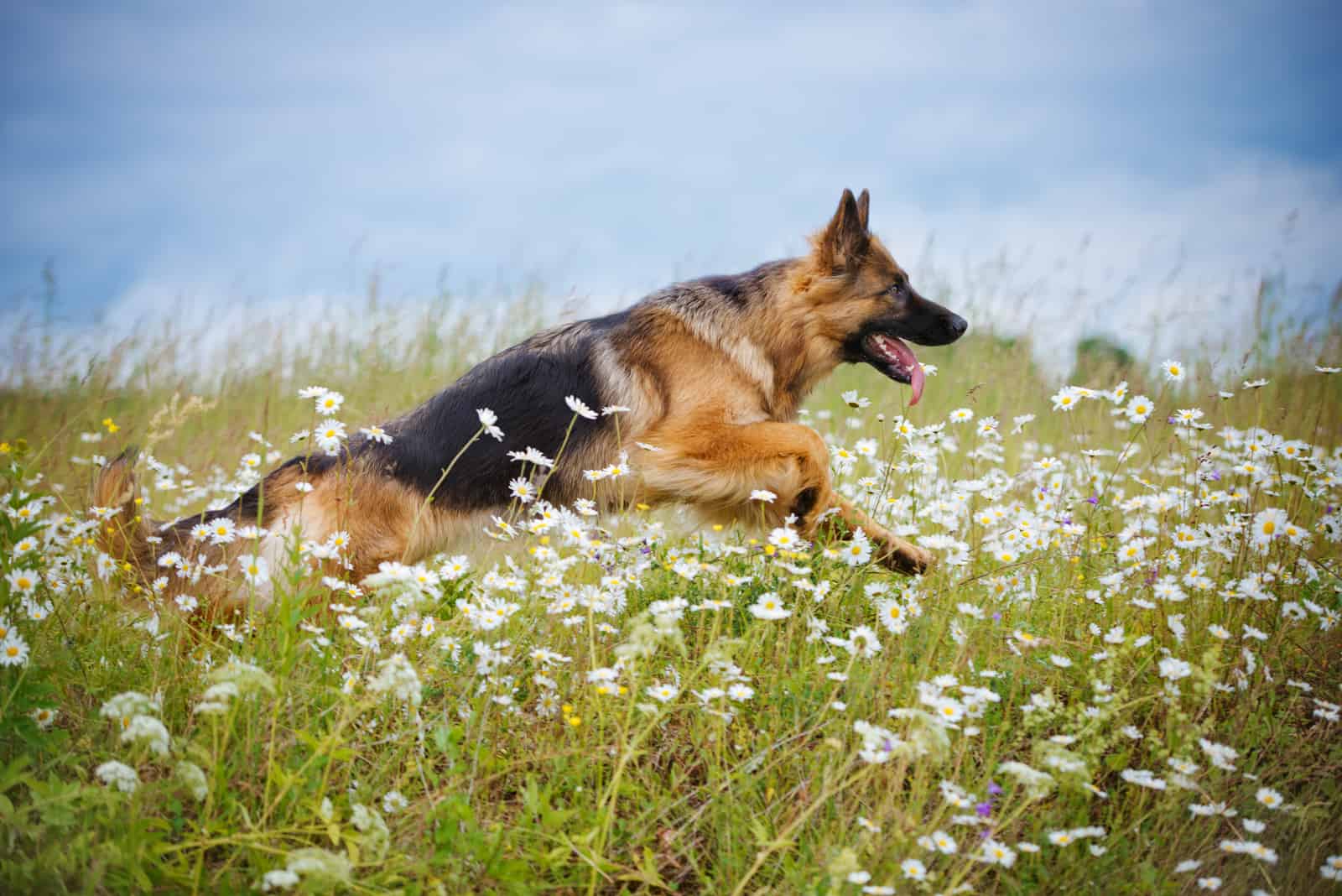 german shepherd running through a field