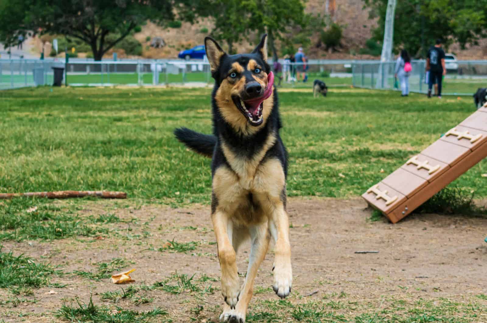 german shepherd running in dog park