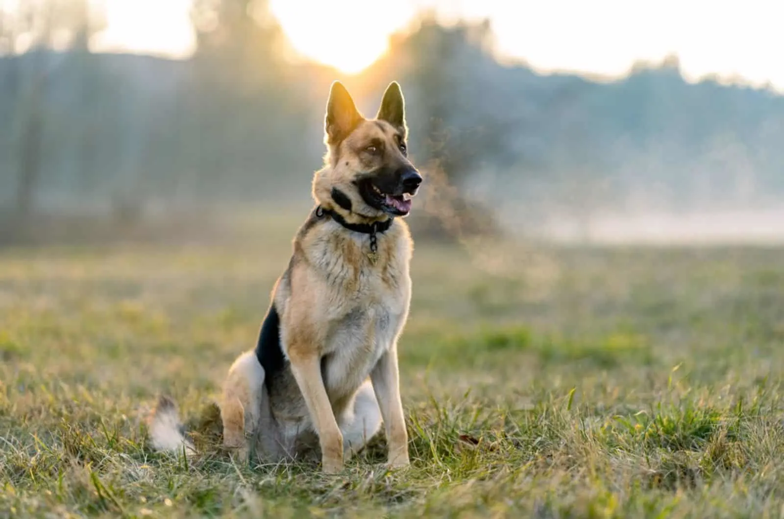german shepherd sitting on the grass in nature