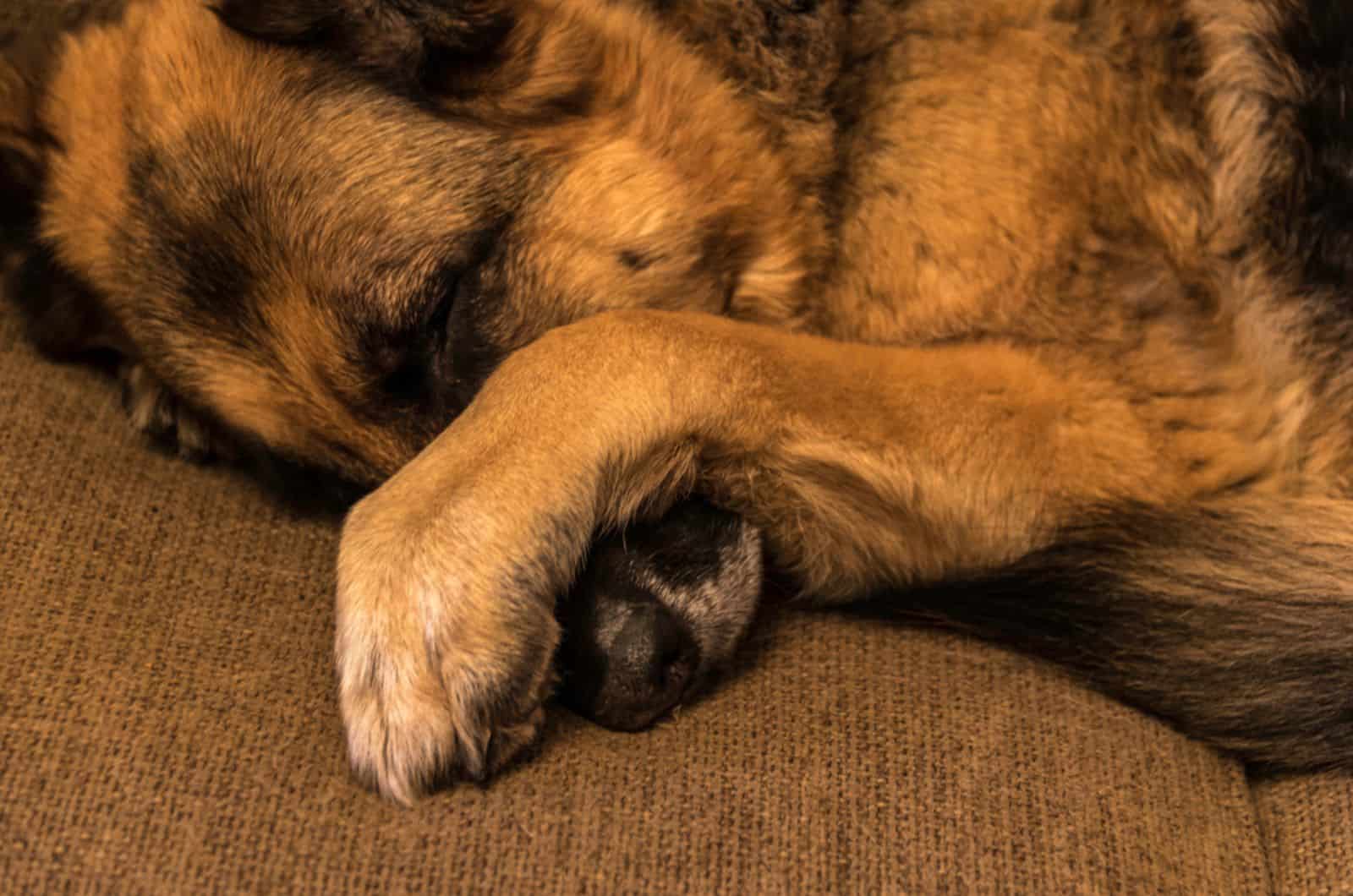 german shepherd sleeping on the couch with his paw over his nose
