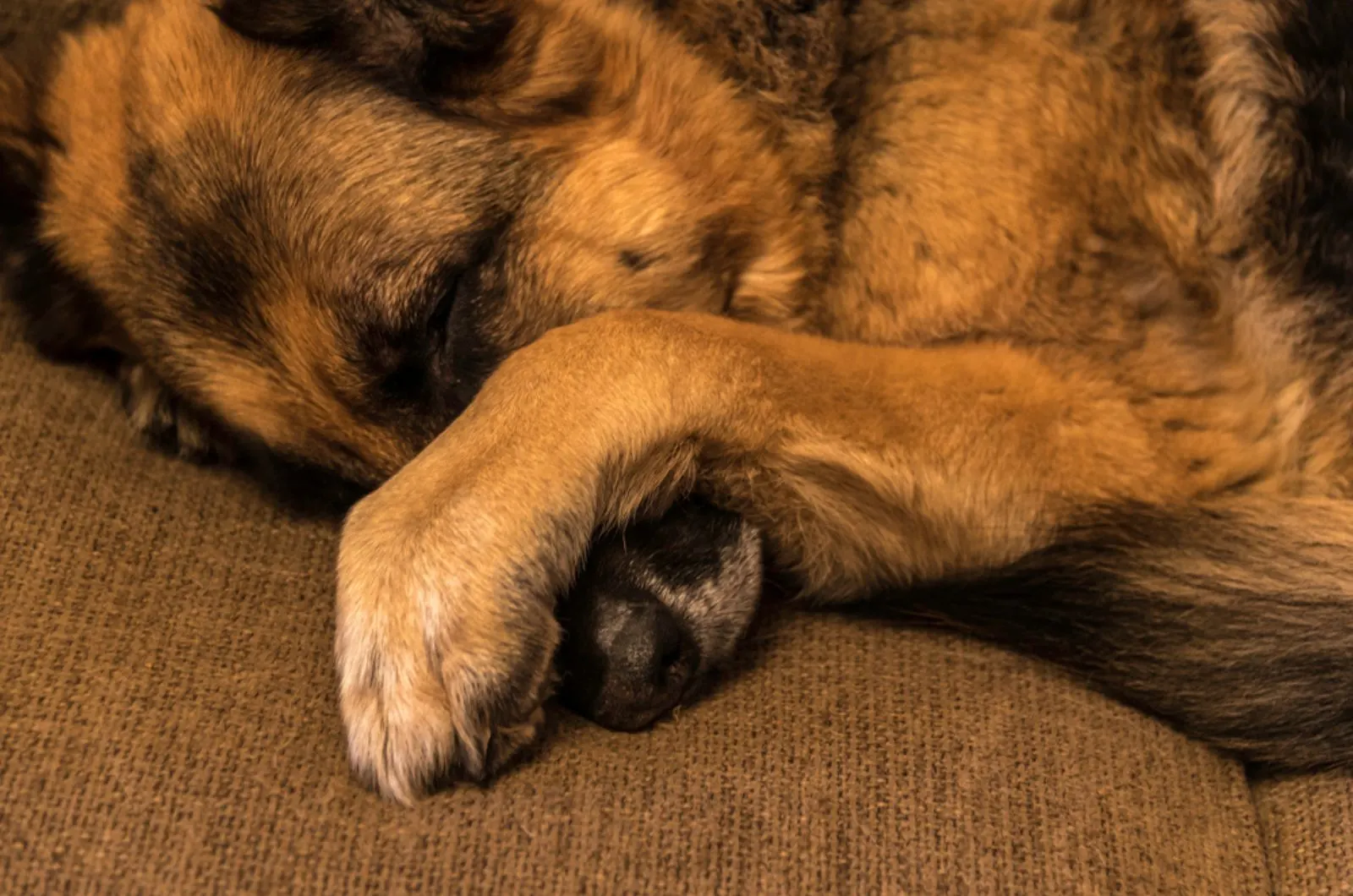 german shepherd sleeping on the couch with his paw over his nose