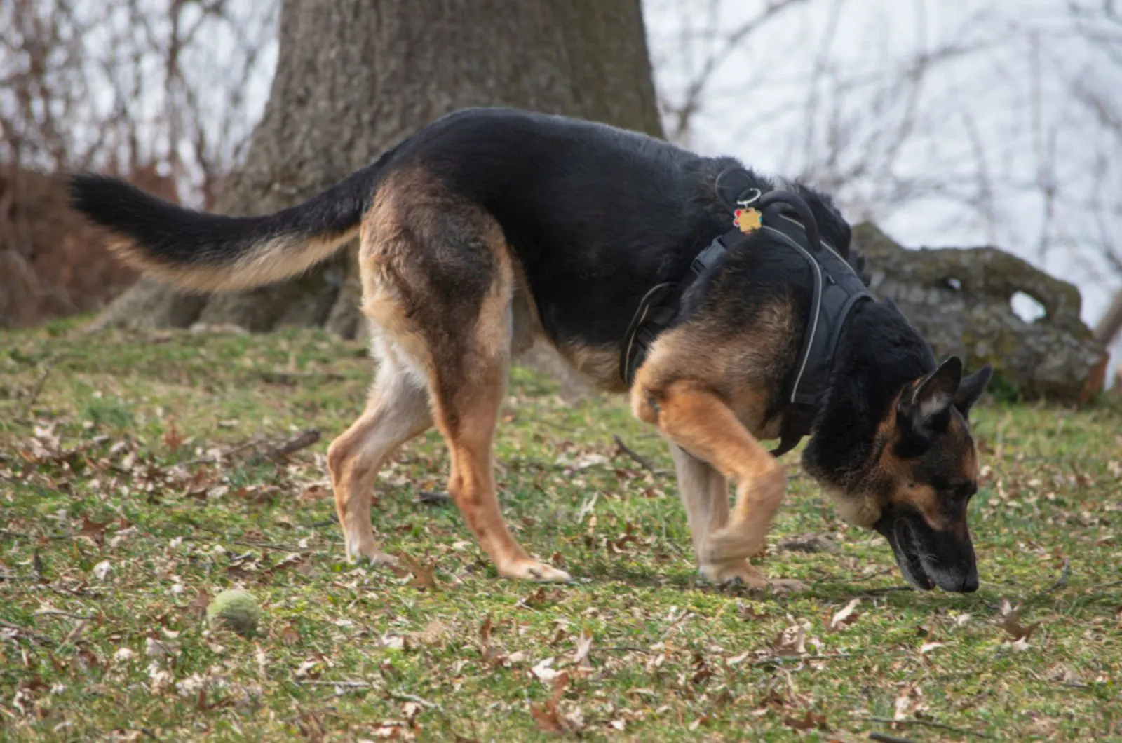 german shepherd sniffing grass in the park