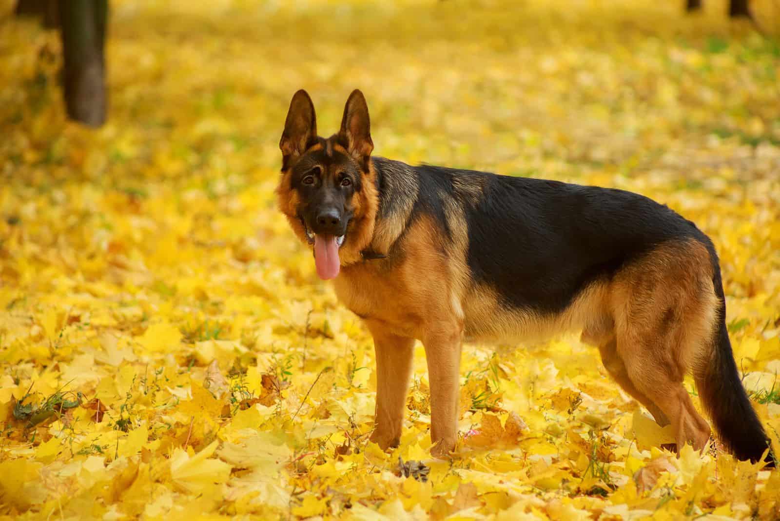 german shepherd standing in the leaves