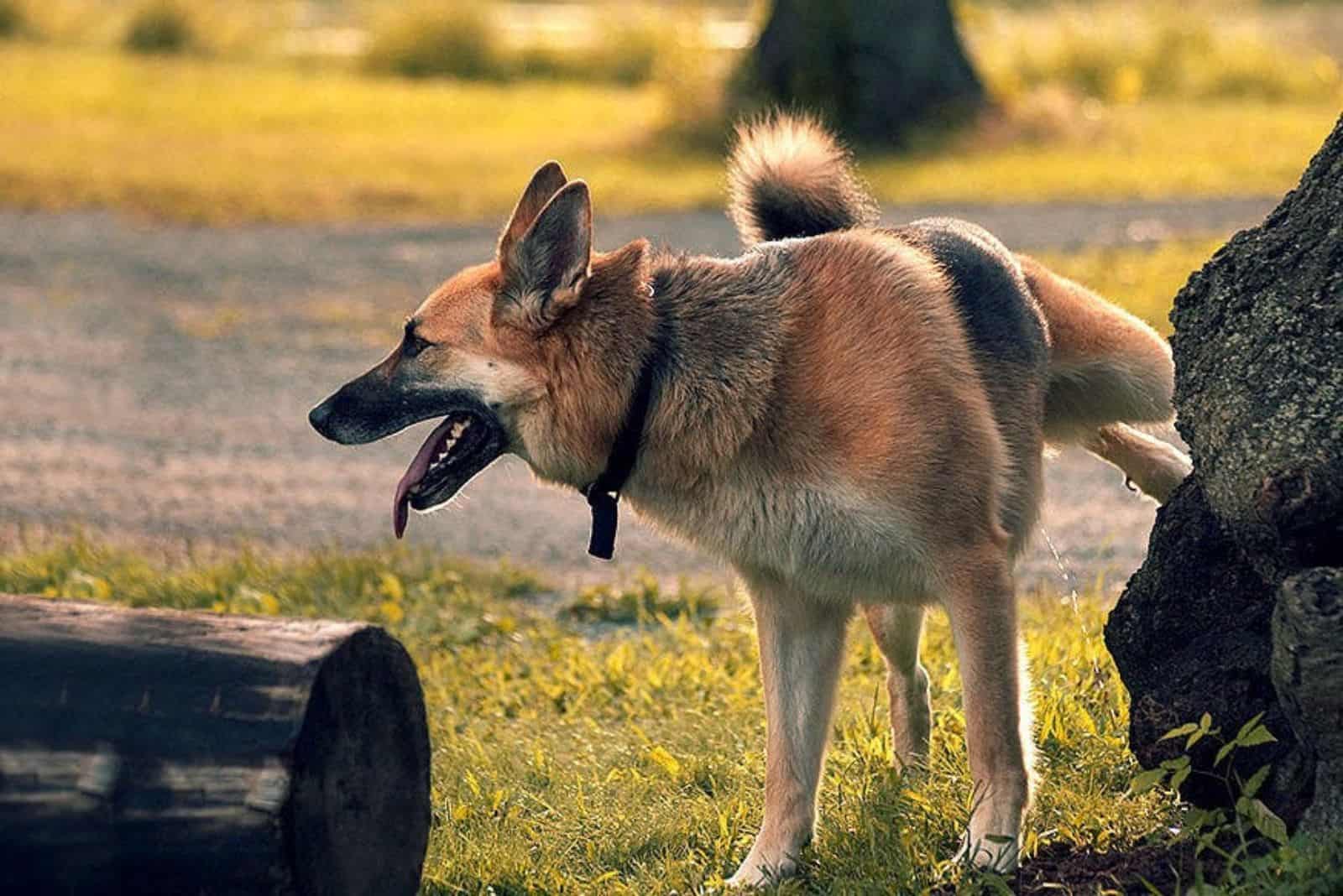 german shepherd urinates