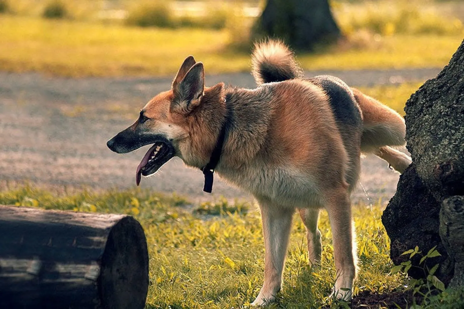 german shepherd urinates