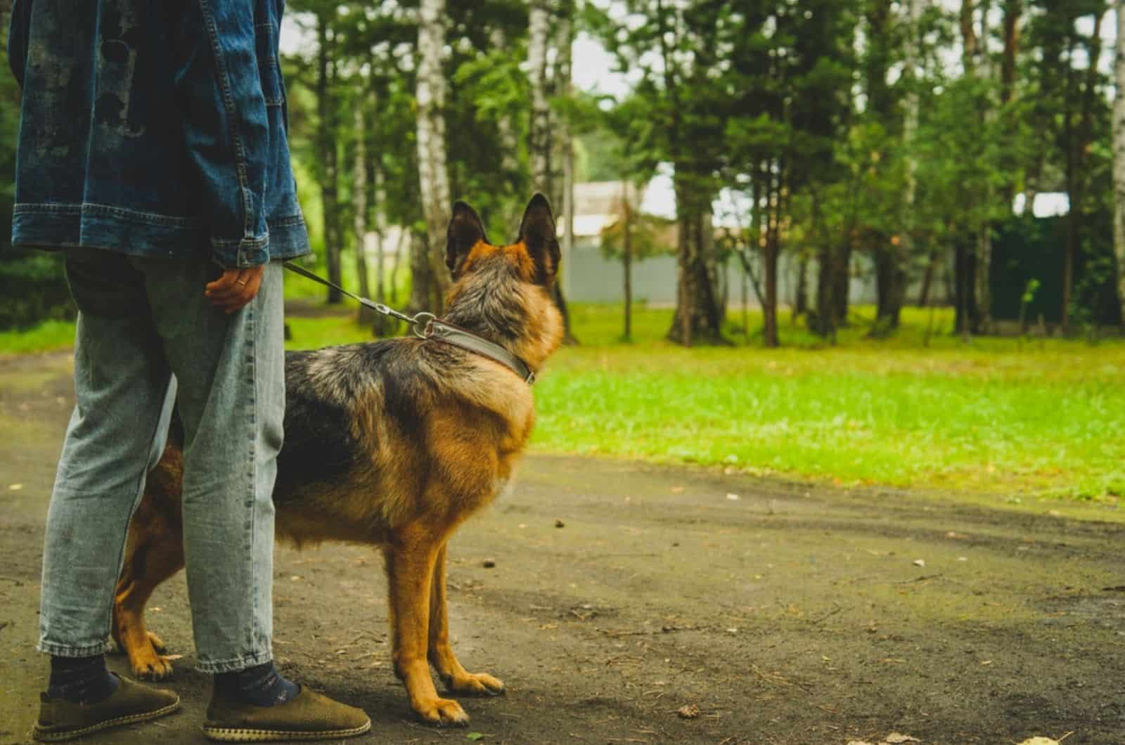 german shepherd walking with a man across the road